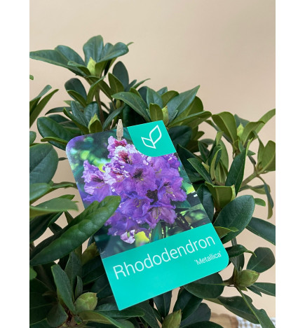 RHODODENDRON HIBRIDO METALLICA
