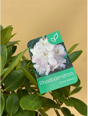 RHODODENDRON HIBRIDO GOMER WATERER