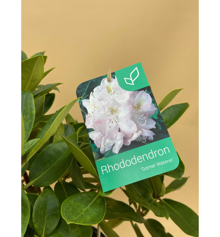 RHODODENDRON HIBRIDO GOMER WATERER