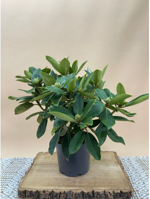 RHODODENDRON HIBRIDO GOMER WATERER
