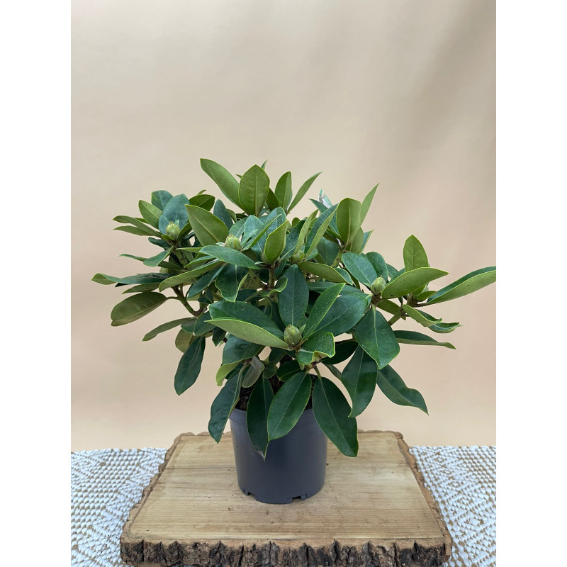 RHODODENDRON HIBRIDO GOMER WATERER