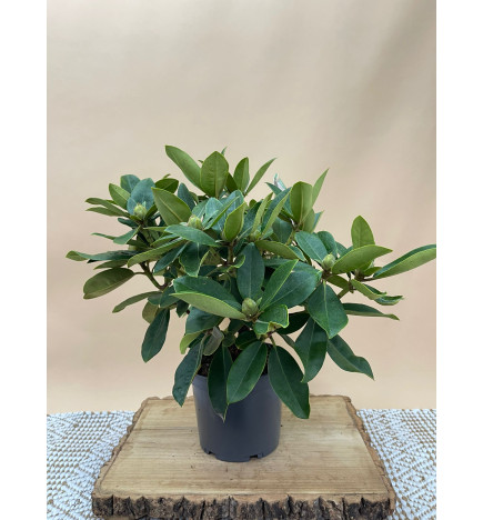 RHODODENDRON HIBRIDO GOMER WATERER