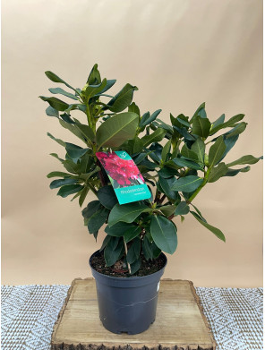 RHODODENDRON HIBRIDO MARKETA'S PRIZE