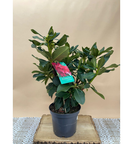 RHODODENDRON HIBRIDO MARKETA'S PRIZE