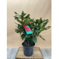 RHODODENDRON HIBRIDO MARKETA'S PRIZE