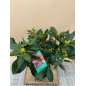 RHODODENDRON HIBRIDO MARKETA'S PRIZE