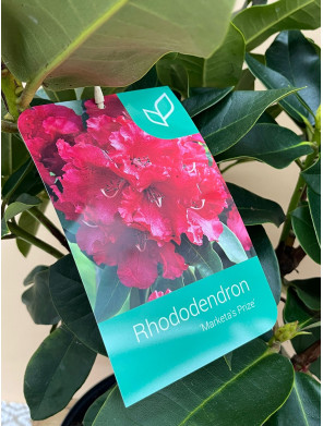 RHODODENDRON HIBRIDO MARKETA'S PRIZE
