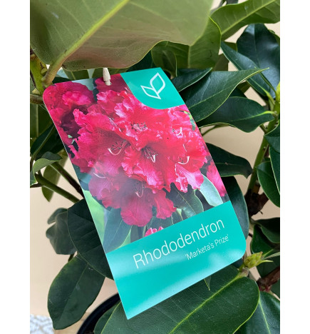 RHODODENDRON HIBRIDO MARKETA'S PRIZE