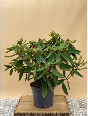 RHODODENDRON HIBRIDO VULCAN