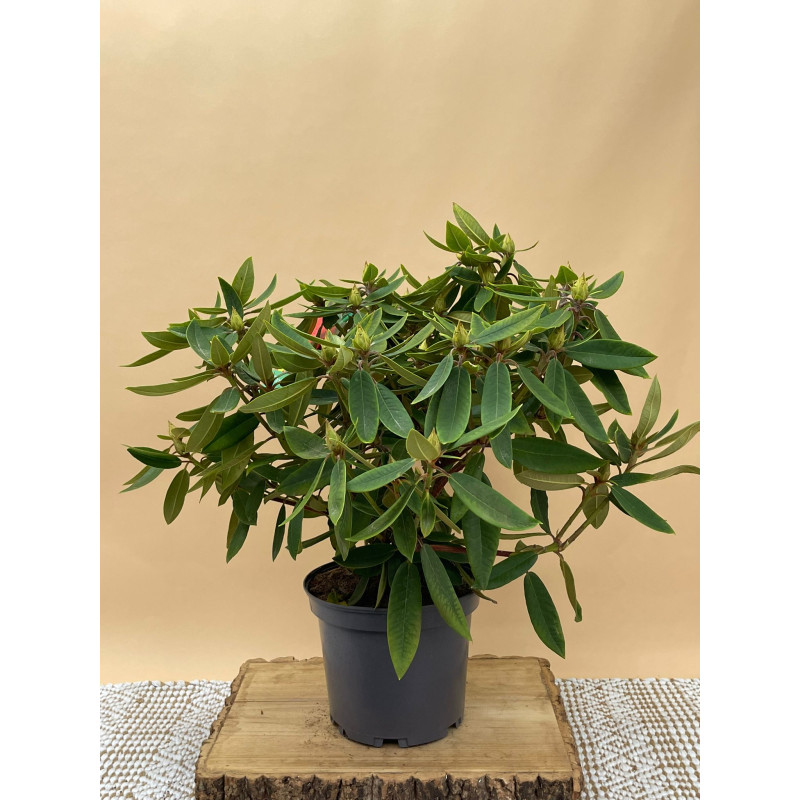 RHODODENDRON HIBRIDO VULCAN