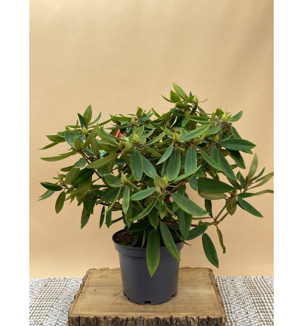 RHODODENDRON HIBRIDO VULCAN