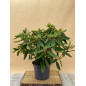 RHODODENDRON HIBRIDO VULCAN