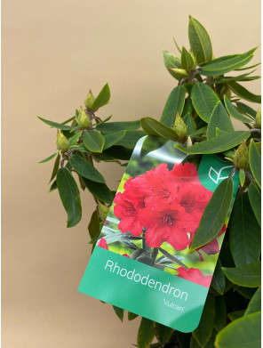RHODODENDRON HIBRIDO VULCAN