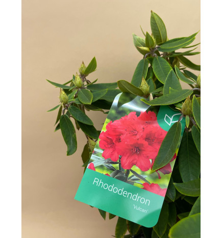 RHODODENDRON HIBRIDO VULCAN