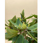 RHODODENDRON HIBRIDO VULCAN