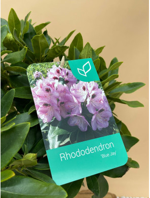 RHODODENDRON HIBRIDO BLUE JAY