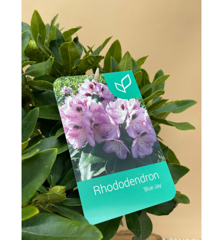 RHODODENDRON HIBRIDO BLUE JAY