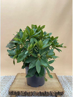 RHODODENDRON HIBRIDO BLUE JAY