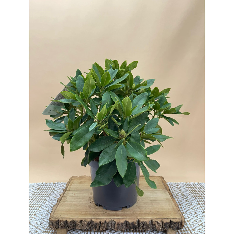 RHODODENDRON HIBRIDO BLUE JAY