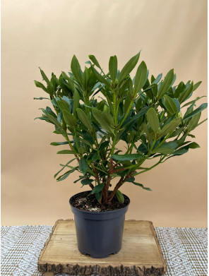 RHODODENDRON HIBRIDO MADAME MASSON