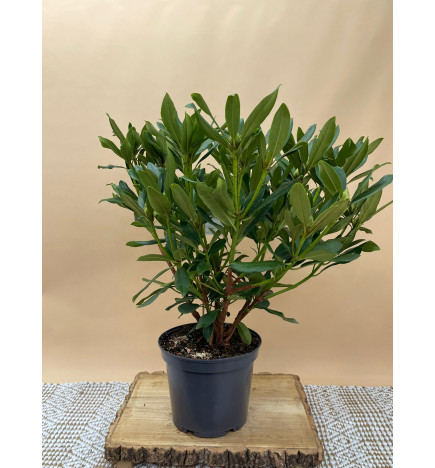 RHODODENDRON HIBRIDO MADAME MASSON