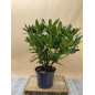 RHODODENDRON HIBRIDO MADAME MASSON
