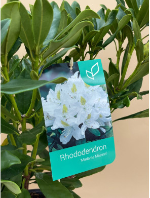RHODODENDRON HIBRIDO MADAME MASSON