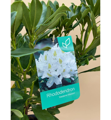RHODODENDRON HIBRIDO MADAME MASSON
