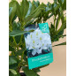 RHODODENDRON HIBRIDO MADAME MASSON