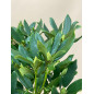 RHODODENDRON HIBRIDO MADAME MASSON