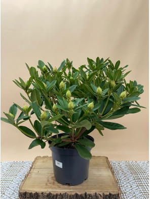 RHODODENDRON HIBRIDO EUCHARITIS