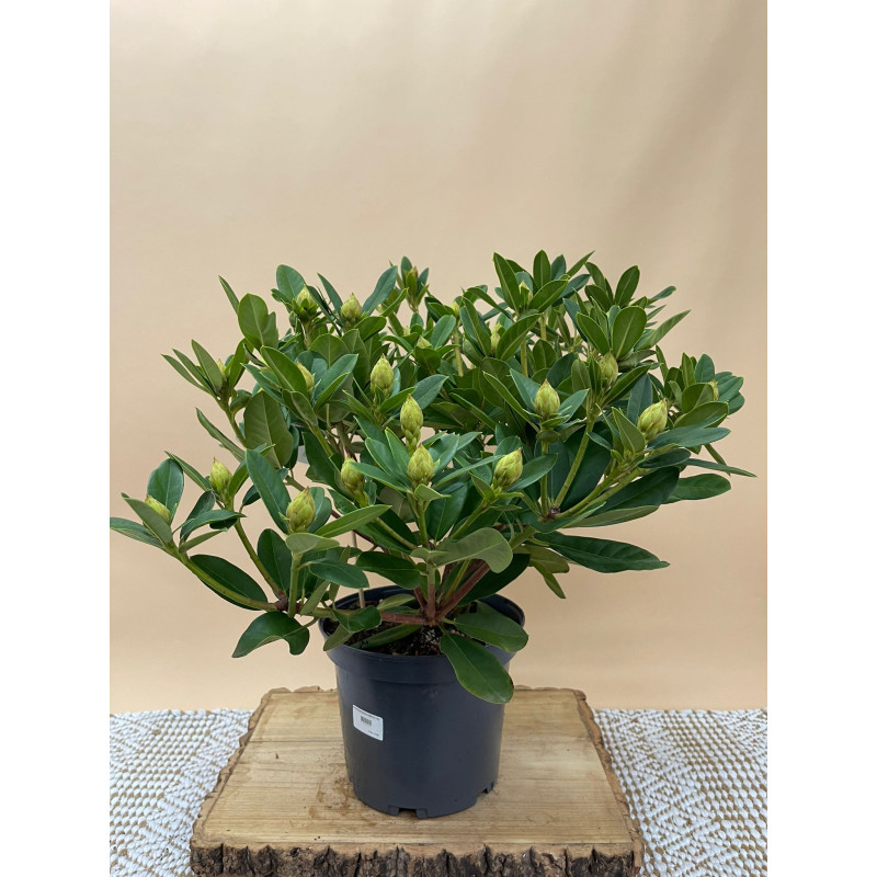 RHODODENDRON HIBRIDO EUCHARITIS