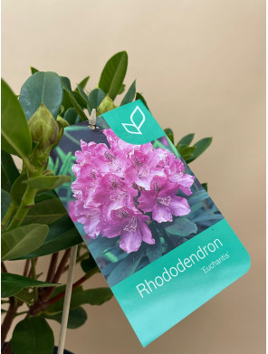 RHODODENDRON HIBRIDO EUCHARITIS