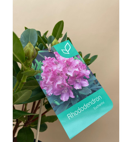 RHODODENDRON HIBRIDO EUCHARITIS