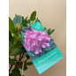 RHODODENDRON HIBRIDO EUCHARITIS
