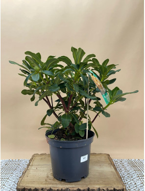 RHODODENDRON HIBRIDO HORIZONT MONARCH