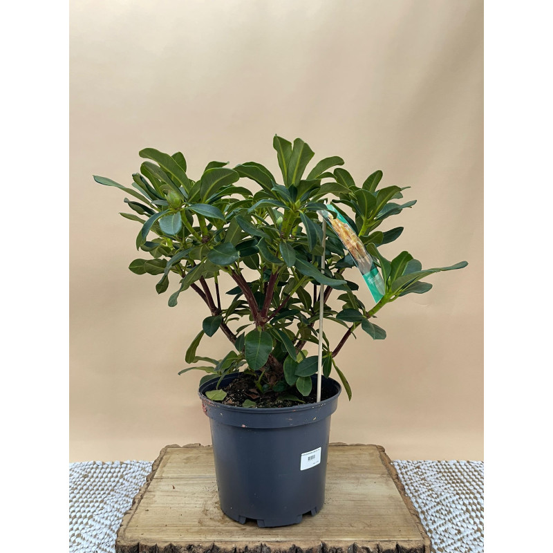 RHODODENDRON HIBRIDO HORIZONT MONARCH