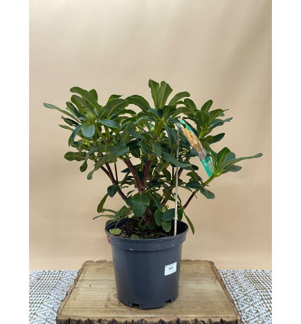 RHODODENDRON HIBRIDO HORIZONT MONARCH