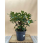RHODODENDRON HIBRIDO HORIZONT MONARCH
