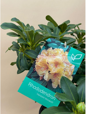 RHODODENDRON HIBRIDO HORIZONT MONARCH