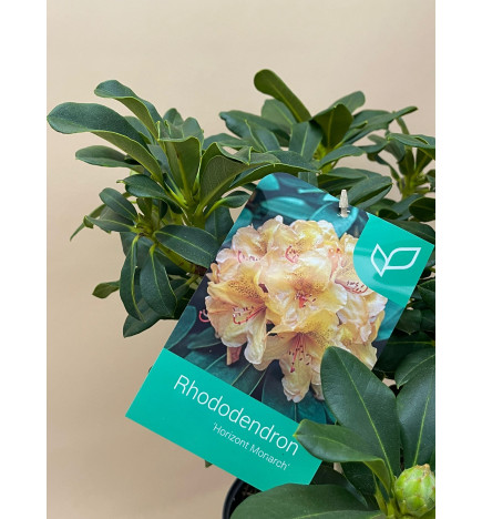 RHODODENDRON HIBRIDO HORIZONT MONARCH