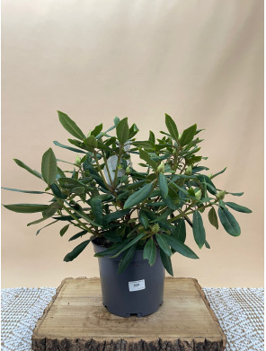 RHODODENDRON MARCEL MENARD
