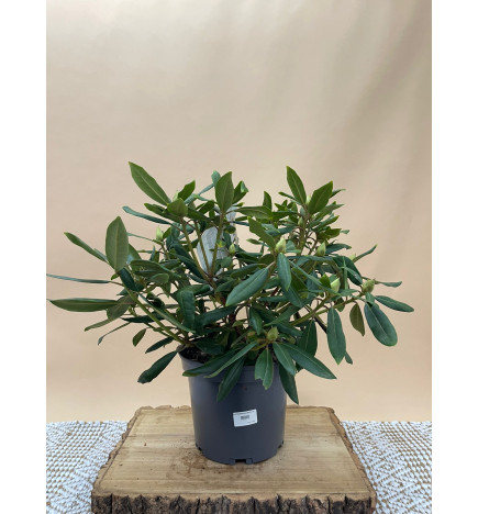 RHODODENDRON MARCEL MENARD