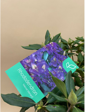 RHODODENDRON MARCEL MENARD