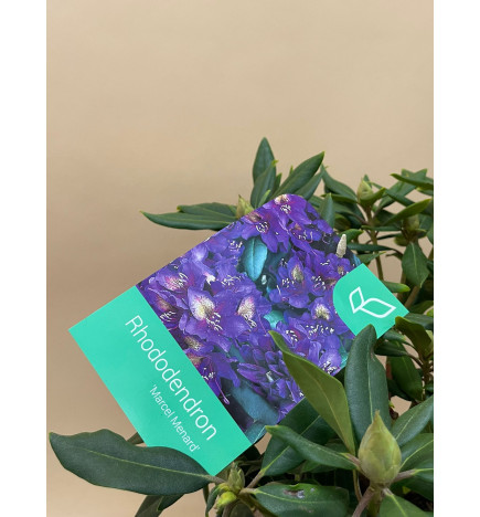 RHODODENDRON MARCEL MENARD