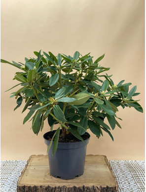 RHODODENDRON HIBRIDO PERCY WISEMAN