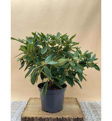 RHODODENDRON HIBRIDO PERCY WISEMAN