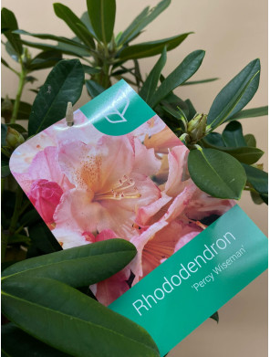 RHODODENDRON HIBRIDO PERCY WISEMAN