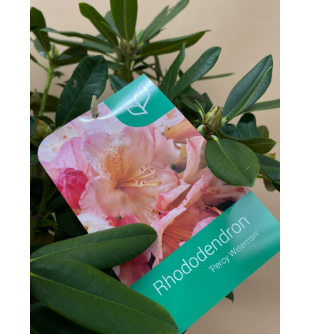 RHODODENDRON HIBRIDO PERCY WISEMAN