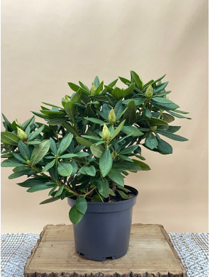 RHODODENDRON HIBRIDO COSMOPOLITAN